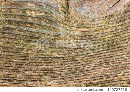 Close Up of Natural Wood Grain Texture with Curved Growth Rings Background 140727716