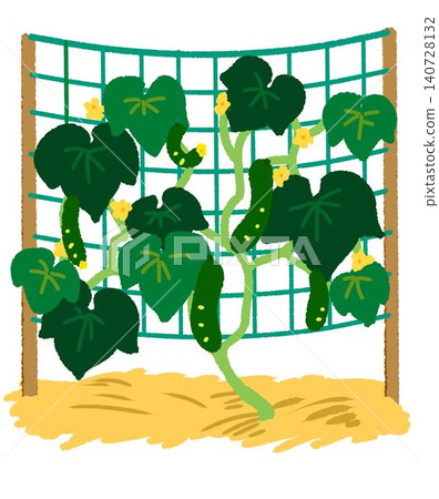 Illustration of cucumber cultivation Illustration of cucumber cultivation 140728132