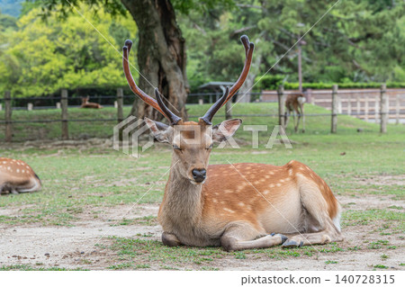 A stag relaxing while sitting in Nara Park A stag relaxing while sitting in Nara Park 140728315