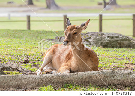 doe in Nara Park doe in Nara Park 140728318