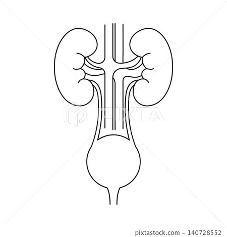 Human kidneys and bladder outline icon on white background 140728552