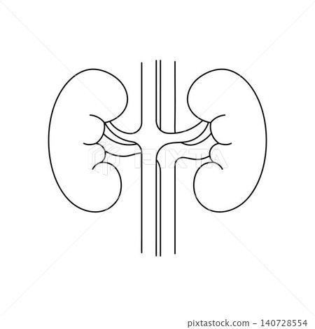 Human kidneys outline icon on white background Human kidneys outline icon on white background 140728554