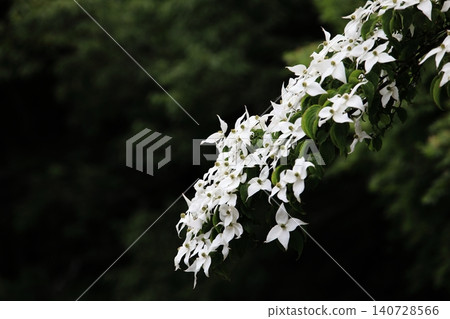 Pokeweed flower Pokeweed flower 140728566