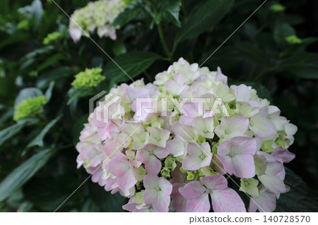 hydrangea flower hydrangea flower 140728570