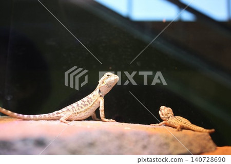 幼年鬃獅蜥在陽光下曬太陽 幼年鬃獅蜥在陽光下曬太陽 140728690