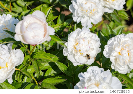 Bees gather nectar from white peony flowers in a garden during a sunny day Bees gather nectar from white peony flowers in a garden during a sunny day 140728935
