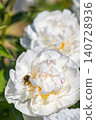 Bees gather nectar from white peony flowers in a garden during springtime in the afternoon 140728936