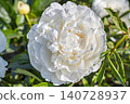 White peony flower blooms in garden during spring season in bright daylight 140728937