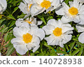 White flowers with yellow centers are blooming in a garden during the spring season 140728938