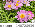Pink flowers bloom in a garden during spring, attracting bees and butterflies in bright sunlight near a walking path 140728939