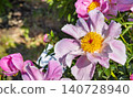 Bees gather pollen from pink flowers in a garden during spring season in broad daylight 140728940