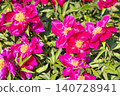 Bright pink flowers bloom in a garden during spring season with green leaves surrounding them and sunlight shining down 140728941