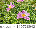 Flowers bloom in a garden during spring as sunlight shines brightly on the colorful petals 140728942