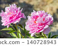 Pink peonies blooming in a garden during spring season under sunlight 140728943
