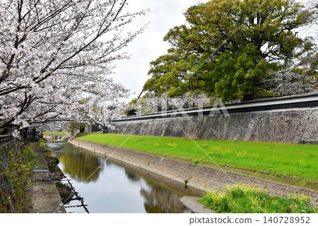 Kumamoto Prefecture: The long wall of Kumamoto Castle, the Tsuboi River, and cherry blossoms in full bloom. Kumamoto Prefecture: The long wall of Kumamoto Castle, the Tsuboi River, and cherry blossoms in full bloom. 140728952