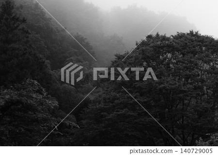 Foggy forest Foggy forest 140729005
