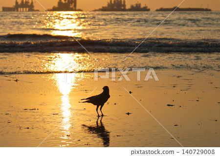 Mumbai Maharashtra India Jan 18 2026 Silhouetted crow standing on wet beach sand at sunset with golden sea reflections and gentle waves creating a peaceful coastal wildlife scene at Juhu Beach Mumbai Maharashtra India Jan 18 2026 Silhouetted crow standing on wet beach sand at sunset with golden sea reflections and gentle waves creating a peaceful coastal wildlife scene at Juhu Beach 140729008