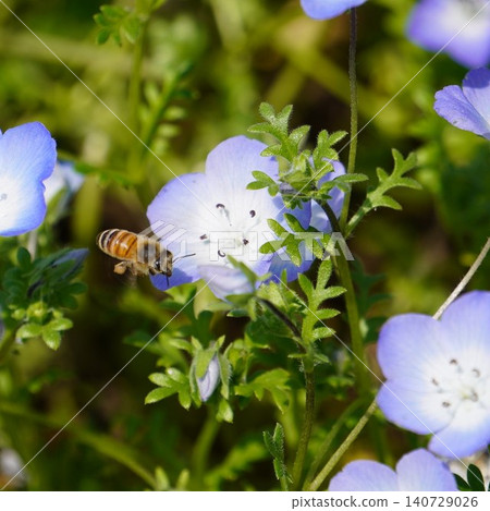 一朵藍色的小花和一隻蜜蜂 一朵藍色的小花和一隻蜜蜂 140729026