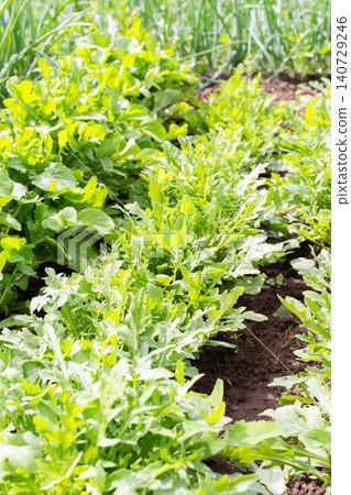 A garden filled with rows of green arugula plants shows a fresh summer harvest. The rich soil supports the growth under bright sunlight A garden filled with rows of green arugula plants shows a fresh summer harvest. The rich soil supports the growth under bright sunlight 140729246