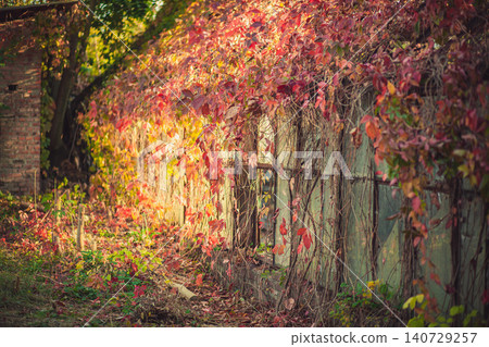 Autumn vines covering old building, vibrant red orange yellow leaves. Golden hour sunlight illuminates rustic wall, natural beauty 140729257