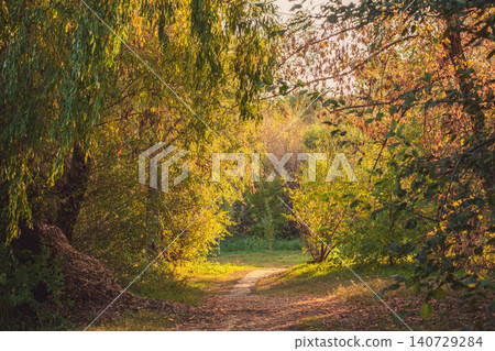 Woodland trail bathed in warm autumn sunlight. Golden hour light glows on foliage Woodland trail bathed in warm autumn sunlight. Golden hour light glows on foliage 140729284
