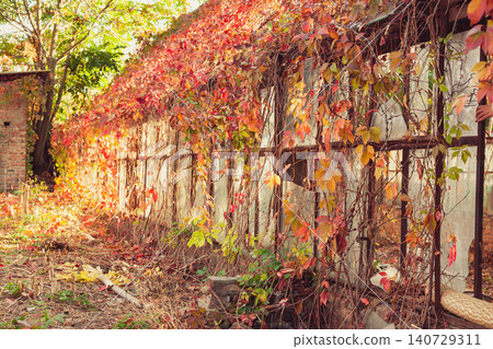 Abandoned greenhouse covered in vibrant autumn foliage and creeping vines during warm sunny day Abandoned greenhouse covered in vibrant autumn foliage and creeping vines during warm sunny day 140729311
