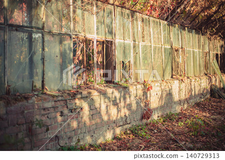 Old greenhouse wall, broken windows, overgrown vines, autumn foliage, warm sunlight Old greenhouse wall, broken windows, overgrown vines, autumn foliage, warm sunlight 140729313