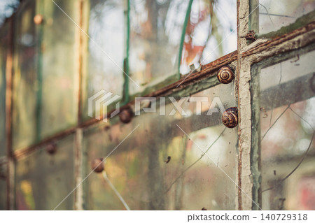 Snails on rustic weathered window frame, old dirty glass, natural light, decaying greenhouse structure 140729318