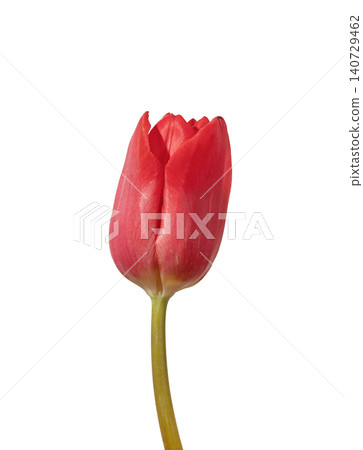 Red tulip flower close up detail of bud isolated white background. Macro composition highlighting petals texture and natural structure clearly. Botanical concept for minimal floral design Red tulip flower close up detail of bud isolated white background. Macro composition highlighting petals texture and natural structure clearly. Botanical concept for minimal floral design 140729462