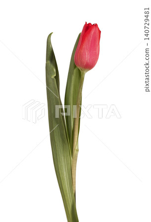 Single red tulip flower standing upright with green stem and leaves isolated white background. One bloom positioned vertical showing natural plant structure and fresh appearance clearly. Single red tulip flower standing upright with green stem and leaves isolated white background. One bloom positioned vertical showing natural plant structure and fresh appearance clearly. 140729481