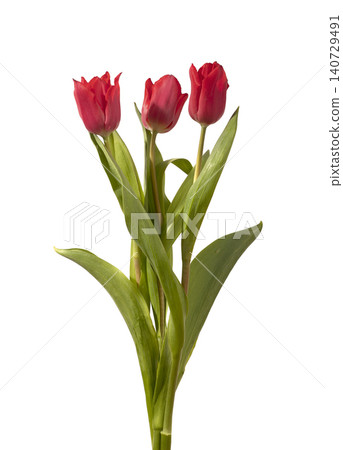 Three red tulip flowers arranged with green stems and leaves isolated white background. Small bouquet composition showing multiple blooms clearly. Botanical concept for spring decoration and 140729491