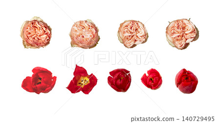 Top down view, bush rose buds isolated on white background. Overhead composition, rosa multiflora blossoms. Floral collection, botanical spring decoration concept. Set of garden rose and Top down view, bush rose buds isolated on white background. Overhead composition, rosa multiflora blossoms. Floral collection, botanical spring decoration concept. Set of garden rose and 140729495