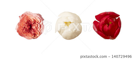 Top view rosa hybrida coral bloom isolated background. Single garden rose minimal composition. Spring floral botanical detail concept. Garden rose and tulip flower heads top view isolated Top view rosa hybrida coral bloom isolated background. Single garden rose minimal composition. Spring floral botanical detail concept. Garden rose and tulip flower heads top view isolated 140729496