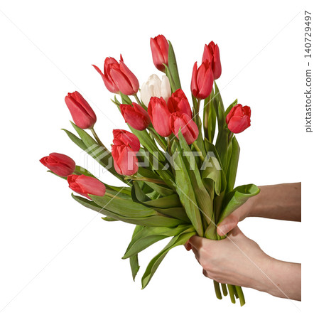Two hands holding large bouquet of red tulip flowers with green stems and leaves isolated white background. Hands present dense arrangement of fresh blooms with natural foliage clearly. Two hands holding large bouquet of red tulip flowers with green stems and leaves isolated white background. Hands present dense arrangement of fresh blooms with natural foliage clearly. 140729497
