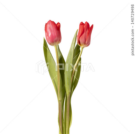 Two red tulip flowers arranged with green stems and leaves isolated white background. Composition highlighting even number and bright color clearly. Botanical concept for balance symmetry Two red tulip flowers arranged with green stems and leaves isolated white background. Composition highlighting even number and bright color clearly. Botanical concept for balance symmetry 140729498