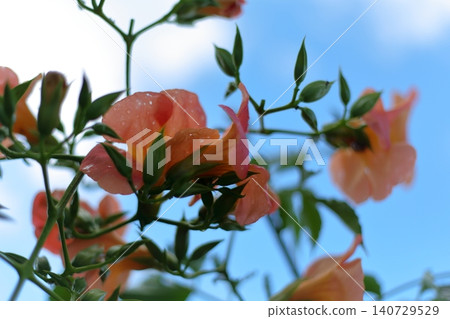Flower of a novice kazura Flower of a novice kazura 140729529