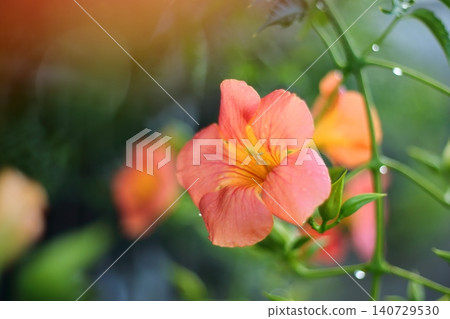 Flower of a novice kazura Flower of a novice kazura 140729530