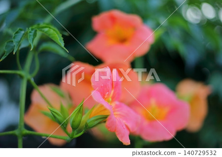 Flower of a novice kazura Flower of a novice kazura 140729532