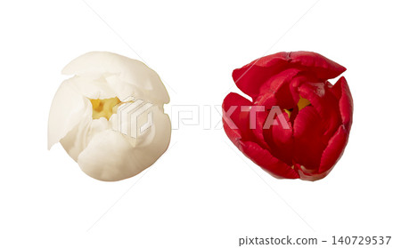 Two tulip flower heads white and red close up isolated white background. Composition highlighting contrast and petal detail clearly. Floral concept for macro study and comparison.. 140729537