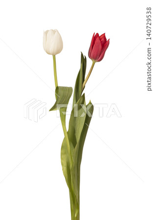 Two tulip flowers one white one red standing upright with green stems and leaves isolated white background. Pair blooms positioned vertical showing natural plant structure clearly. Botanical Two tulip flowers one white one red standing upright with green stems and leaves isolated white background. Pair blooms positioned vertical showing natural plant structure clearly. Botanical 140729538