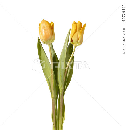 Two yellow tulip flowers arranged with green stems and leaves isolated white background. Composition highlighting even number and bright color clearly. Botanical concept for balance symmetry Two yellow tulip flowers arranged with green stems and leaves isolated white background. Composition highlighting even number and bright color clearly. Botanical concept for balance symmetry 140729541