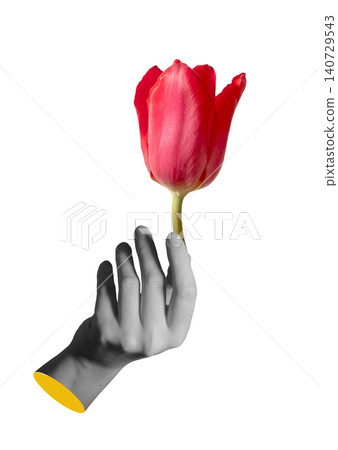 Black and white hand raised with open palm. Arm isolated with yellow cut edge detail. Minimal collage concept expressing human gesture communication. Single red tulip flower held by hand in 140729543