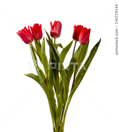 Bouquet of five red tulip flowers arranged with green stems and leaves isolated white background. Composition highlighting odd number structure and bright color clearly. Botanical concept Bouquet of five red tulip flowers arranged with green stems and leaves isolated white background. Composition highlighting odd number structure and bright color clearly. Botanical concept 140729544