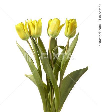 Bouquet of multiple yellow tulip flowers arranged with green stems and leaves isolated white background. Full composition highlighting bright color and natural variation clearly. Botanical Bouquet of multiple yellow tulip flowers arranged with green stems and leaves isolated white background. Full composition highlighting bright color and natural variation clearly. Botanical 140729545