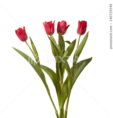 Bouquet of red tulip flowers arranged with green stems and leaves isolated white background. Medium composition highlighting bright color and structure clearly. Botanical concept for spring Bouquet of red tulip flowers arranged with green stems and leaves isolated white background. Medium composition highlighting bright color and structure clearly. Botanical concept for spring 140729546