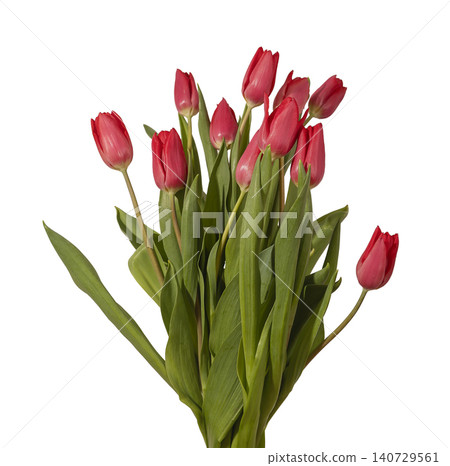 Large bouquet of many red tulip flowers arranged with green leaves isolated white background. Multiple blooms grouped forming dense arrangement with natural plant structure clearly. Floral 140729561