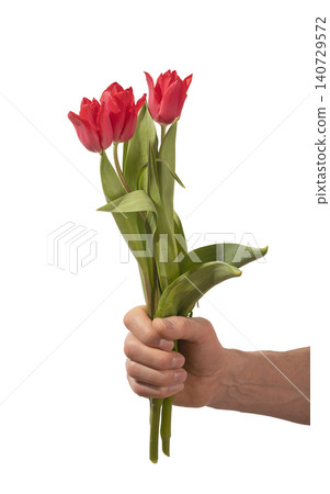 Male hand holding three red tulip flowers with green stems and leaves isolated white background. Composition highlighting bright color and odd number clearly Male hand holding three red tulip flowers with green stems and leaves isolated white background. Composition highlighting bright color and odd number clearly 140729572