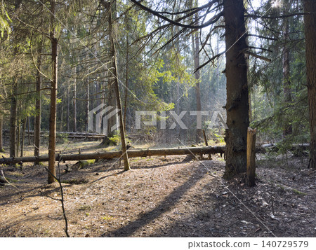 Forest path with fallen logs extends through tall trees. Woodland scene shows natural ground texture with soft light perspective. Nature concept outdoor landscape calm environment.. Forest path with fallen logs extends through tall trees. Woodland scene shows natural ground texture with soft light perspective. Nature concept outdoor landscape calm environment.. 140729579