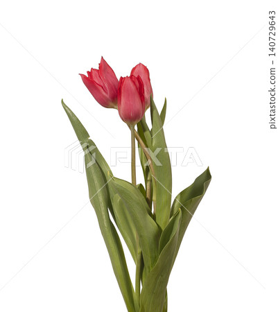 Two red tulip flowers standing upright with green stems and leaves isolated white background. Pair blooms positioned vertical showing natural plant structure and fresh appearance clearly. Two red tulip flowers standing upright with green stems and leaves isolated white background. Pair blooms positioned vertical showing natural plant structure and fresh appearance clearly. 140729643