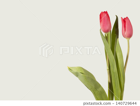 Two red tulip flowers placed with green leaves on light background with copy space. Pair blooms arranged aside forming banner composition with empty area for text. Floral design concept for 140729644